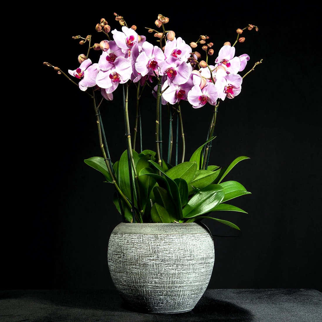Signature Orchids- Pink by Pulbrook Gould potted Phalaenopsis orchid plant with pale pink blooms and dark pot