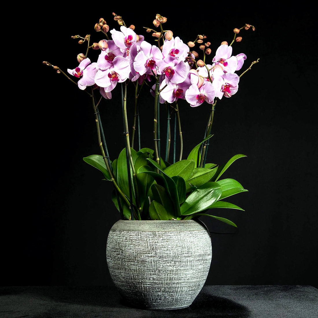 Signature Orchids- Pink by Pulbrook Gould potted Phalaenopsis orchid plant with pale pink blooms and dark pot