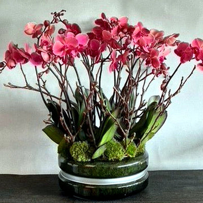 
                    
                      Signature Orchids Salmon by Pulbrook Gould potted Phalaenopsis orchid arrangement with salmon pink blooms
                    
                  