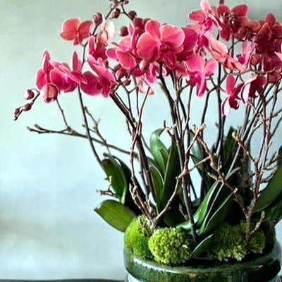 
                    
                      Signature Orchids Salmon by Pulbrook Gould potted Phalaenopsis orchid arrangement with pink blooms
                    
                  