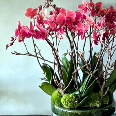 
                    
                      Signature Orchids Salmon by Pulbrook Gould potted Phalaenopsis orchid arrangement with pink blooms
                    
                  