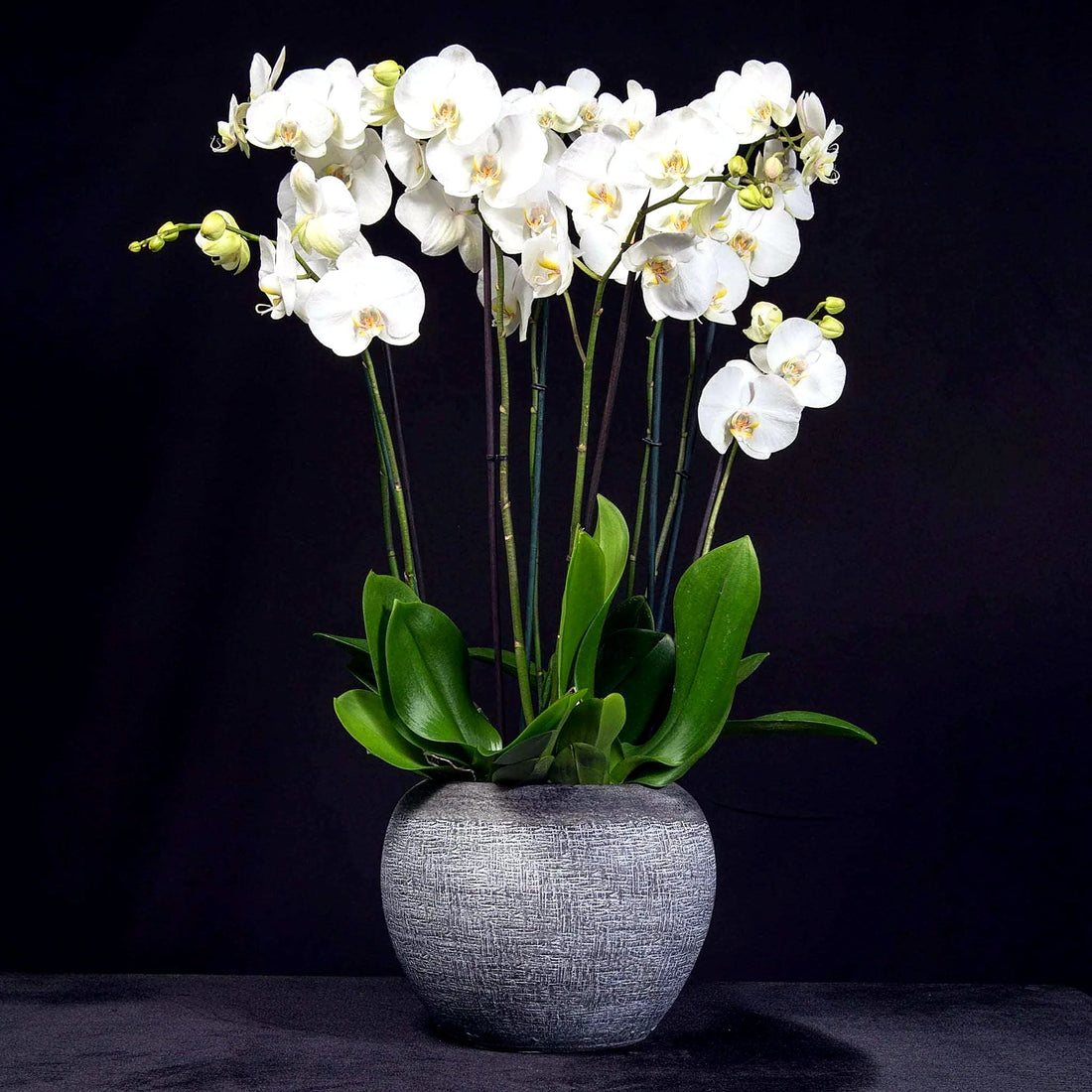 Signature Orchids- White by Pulbrook Gould potted Phalaenopsis orchid plant in a grey pot