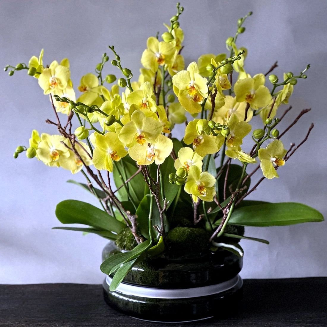 Signature Orchids- Yellow by Pulbrook Gould potted Phalaenopsis orchid plant arrangement with yellow blooms