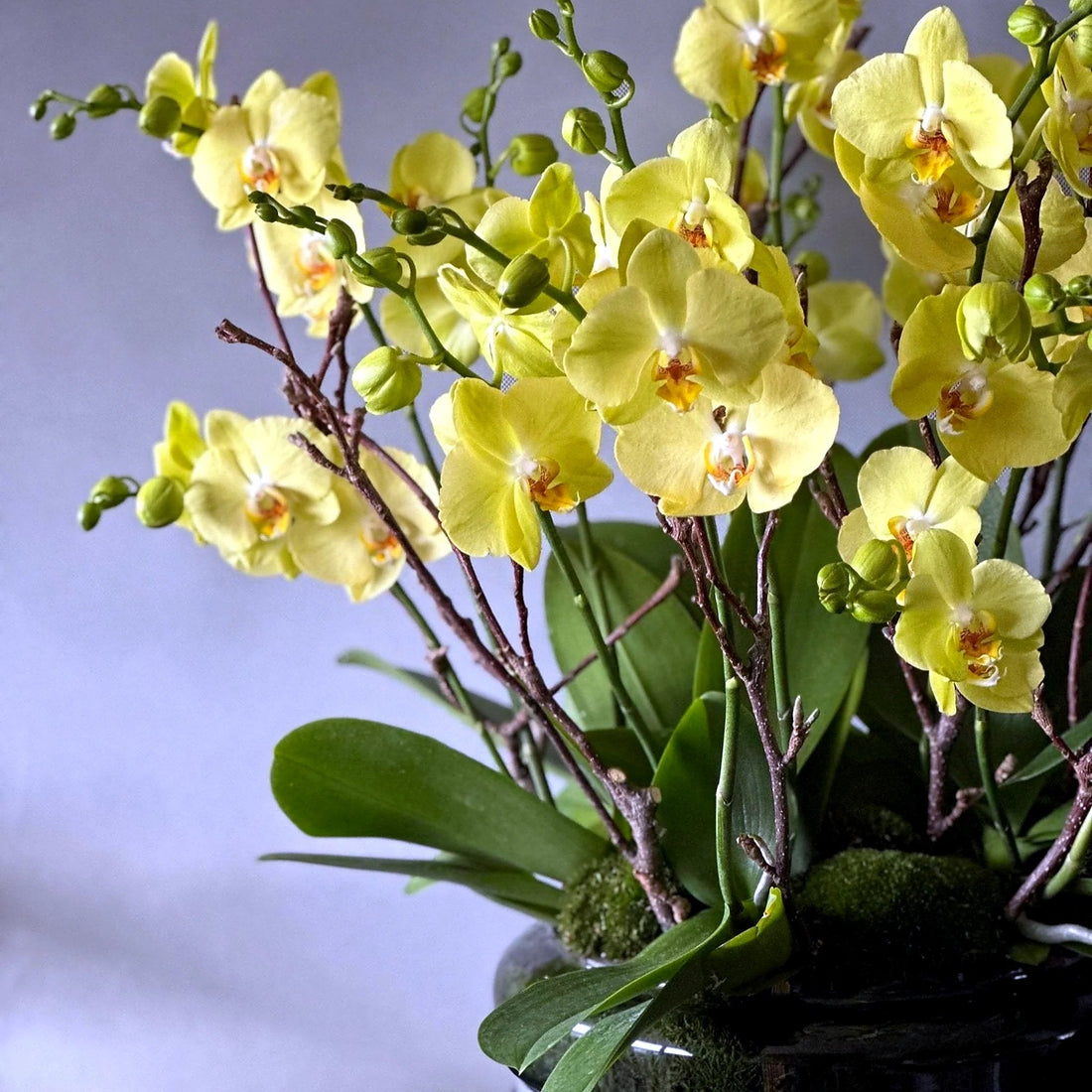 Signature Orchids Yellow by Pulbrook and Gould potted Phalaenopsis orchid plant arrangement with yellow blooms