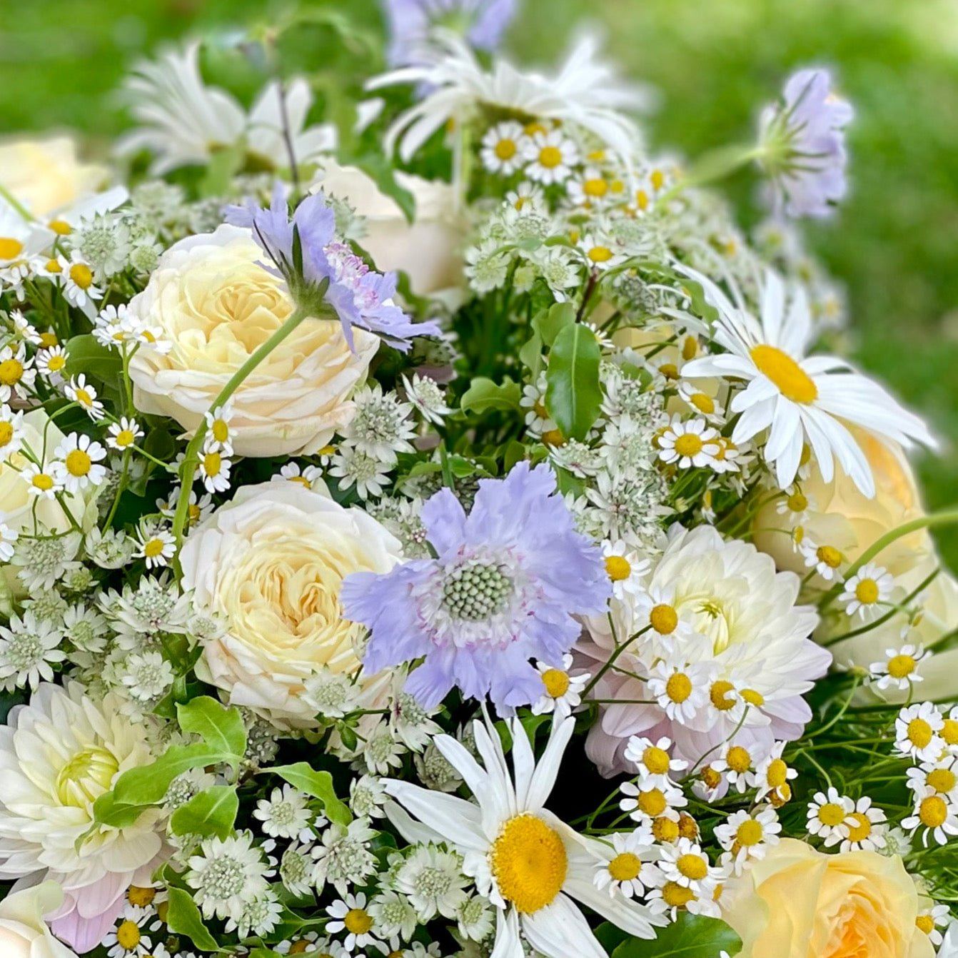 Close-up of cream garden roses, blue scabiosa and chamomile in Summer Breeze bouquet by Pulbrook & Gould