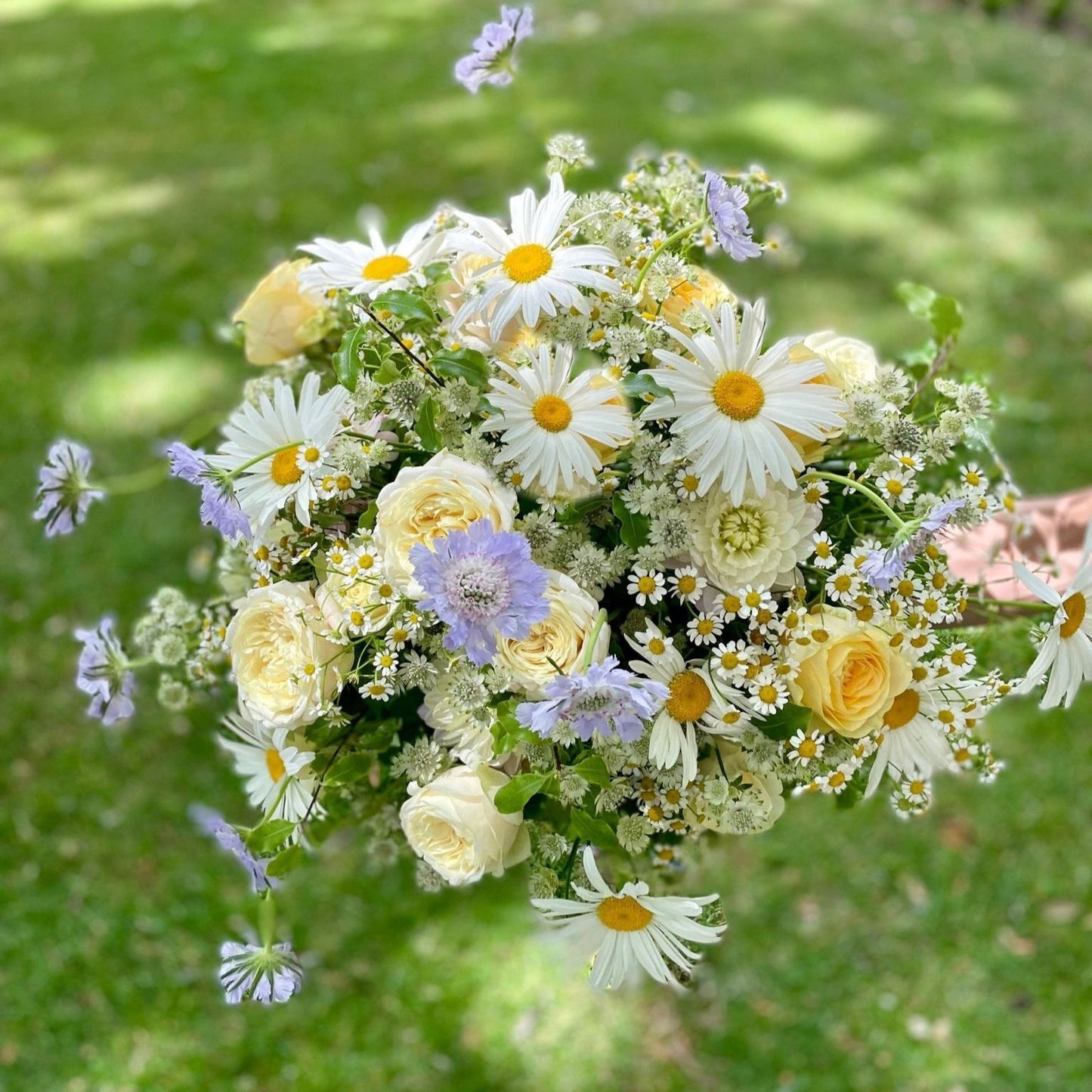 Summer Breeze hand-tied bouquet with daisies, cream roses and scabiosa held outdoors by Pulbrook & Gould