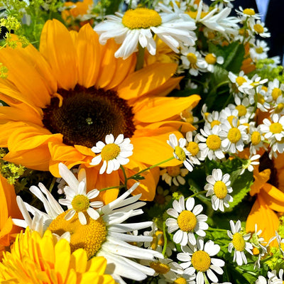 
                    
                      Summer Classics Pulbrook and Gould hand-tied bouquet in orange sunflowers and white daisies with yellow centres
                    
                  