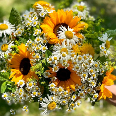 
                    
                      Summer Classics Pulbrook and Gould hand-tied bouquet in yellow and white with sunflower and daisy blooms
                    
                  