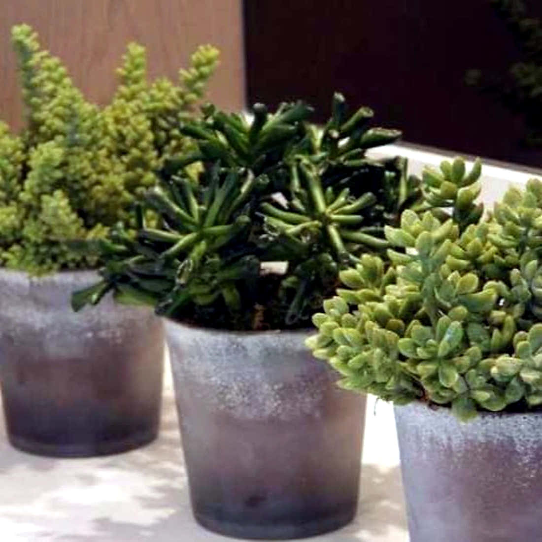 Three Small Succulents Planters by Pulbrook Gould, faux succulents in terracotta pots for indoor display