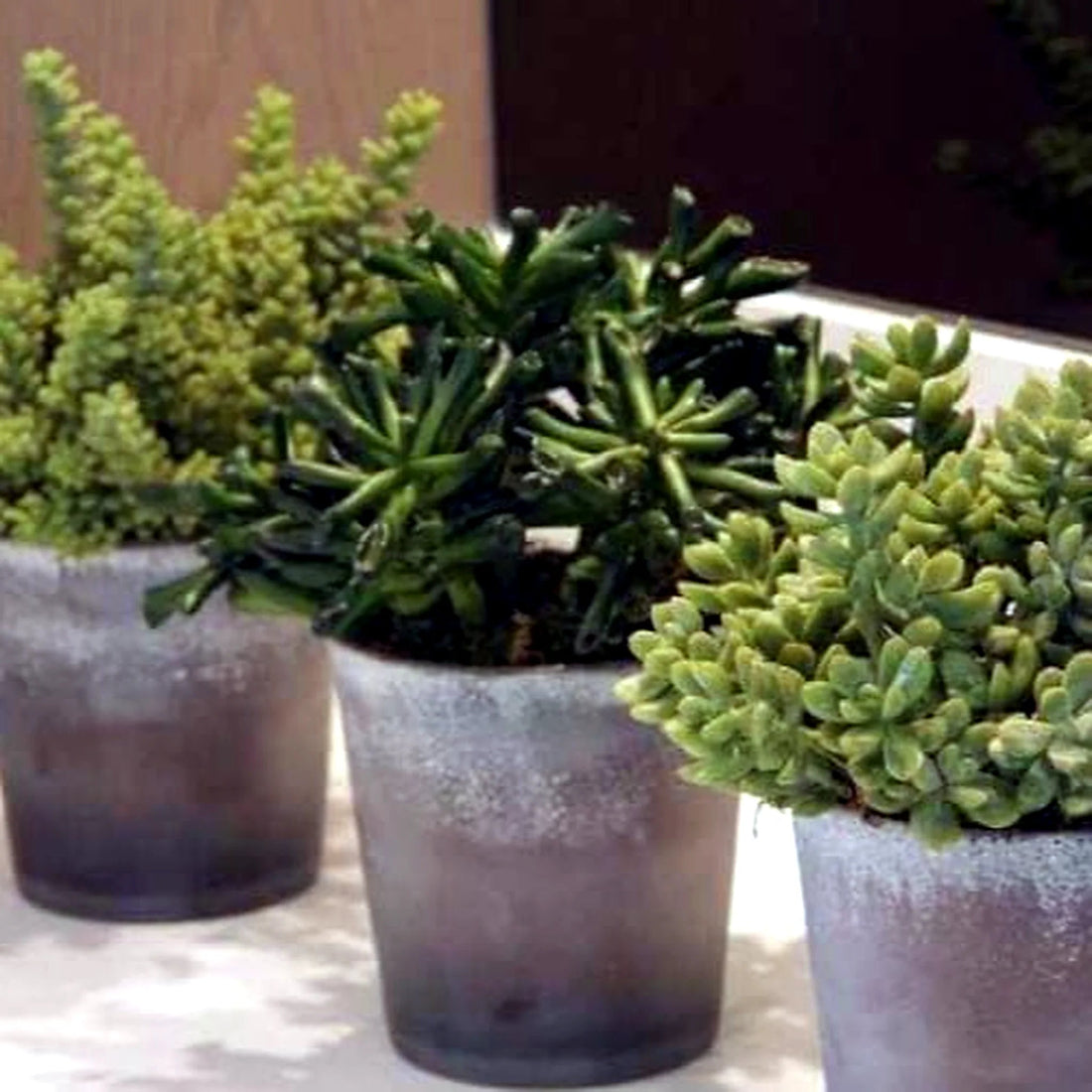 Three Small Succulents Planters by Pulbrook Gould, faux succulents in terracotta pots for indoor display