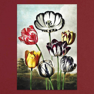 
                    
                      Tolstoy Gallery Greetings Card Box Set Exotic Flowers by Pulbrook and Gould, handmade paper box with lined envelopes
                    
                  