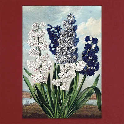 
                    
                      Tolstoy Gallery Greetings Card Box Set- Exotic Flowers by Pulbrook and Gould with handmade paper box packaging
                    
                  