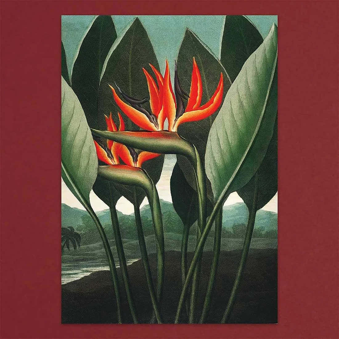 Tolstoy Gallery Greetings Card Box Set Exotic Flowers by Pulbrook and Gould with handmade paper box packaging
