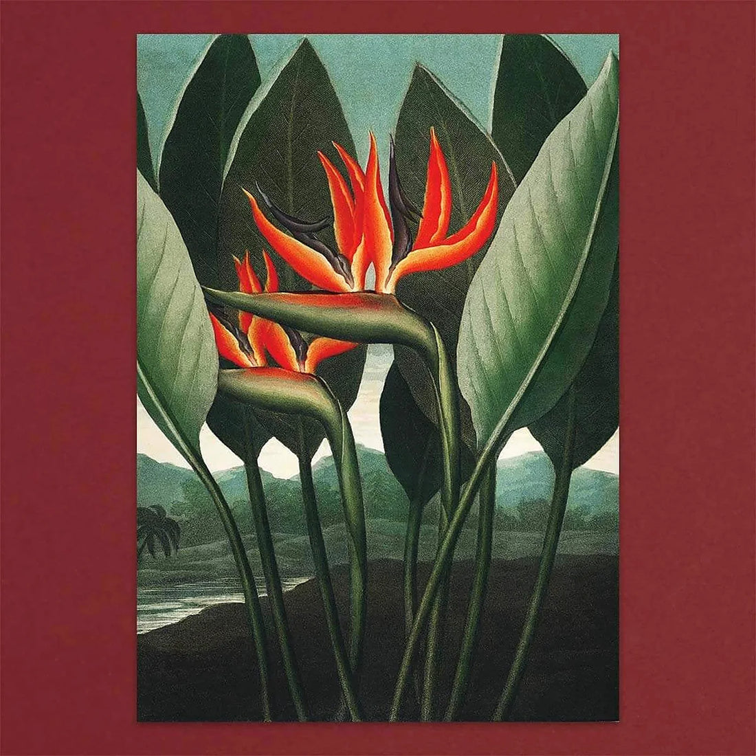 Tolstoy Gallery Greetings Card Box Set Exotic Flowers by Pulbrook and Gould with handmade paper box packaging
