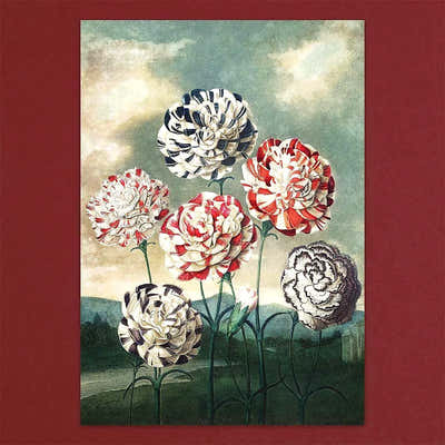 
                    
                      Tolstoy Gallery Greetings Card Box Set Exotic Flowers by Pulbrook and Gould with lined envelopes and handmade paper box
                    
                  
