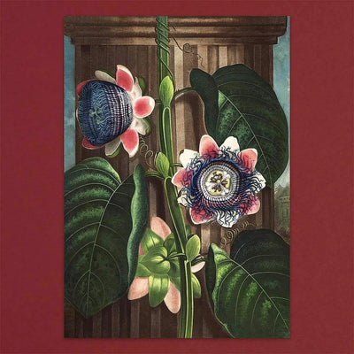 
                    
                      Tolstoy Gallery Greetings Card Box Set- Exotic Flowers by Pulbrook Gould, handmade paper box with lined envelopes
                    
                  