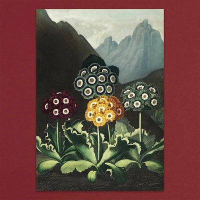 
                    
                      Tolstoy Gallery Greetings Card Box Set- Exotic Flowers by Pulbrook Gould with handmade paper box packaging
                    
                  