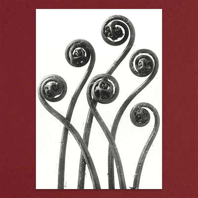 
                    
                      Tolstoy Gallery Greetings Card Box Set- Flora by Pulbrook and Gould, botanical flora artwork on black notecards
                    
                  