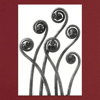 
                    
                      Tolstoy Gallery Greetings Card Box Set- Flora by Pulbrook and Gould, botanical flora artwork on black notecards
                    
                  