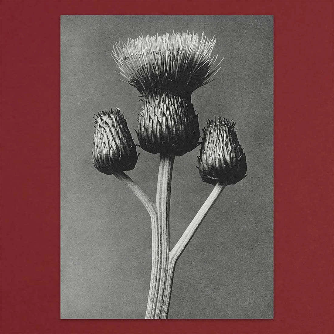 Tolstoy Gallery Greetings Card Box Set Flora by Pulbrook and Gould, botanical flora artwork on grey card