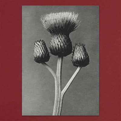 
                    
                      Tolstoy Gallery Greetings Card Box Set Flora by Pulbrook and Gould, botanical flora artwork on grey card
                    
                  