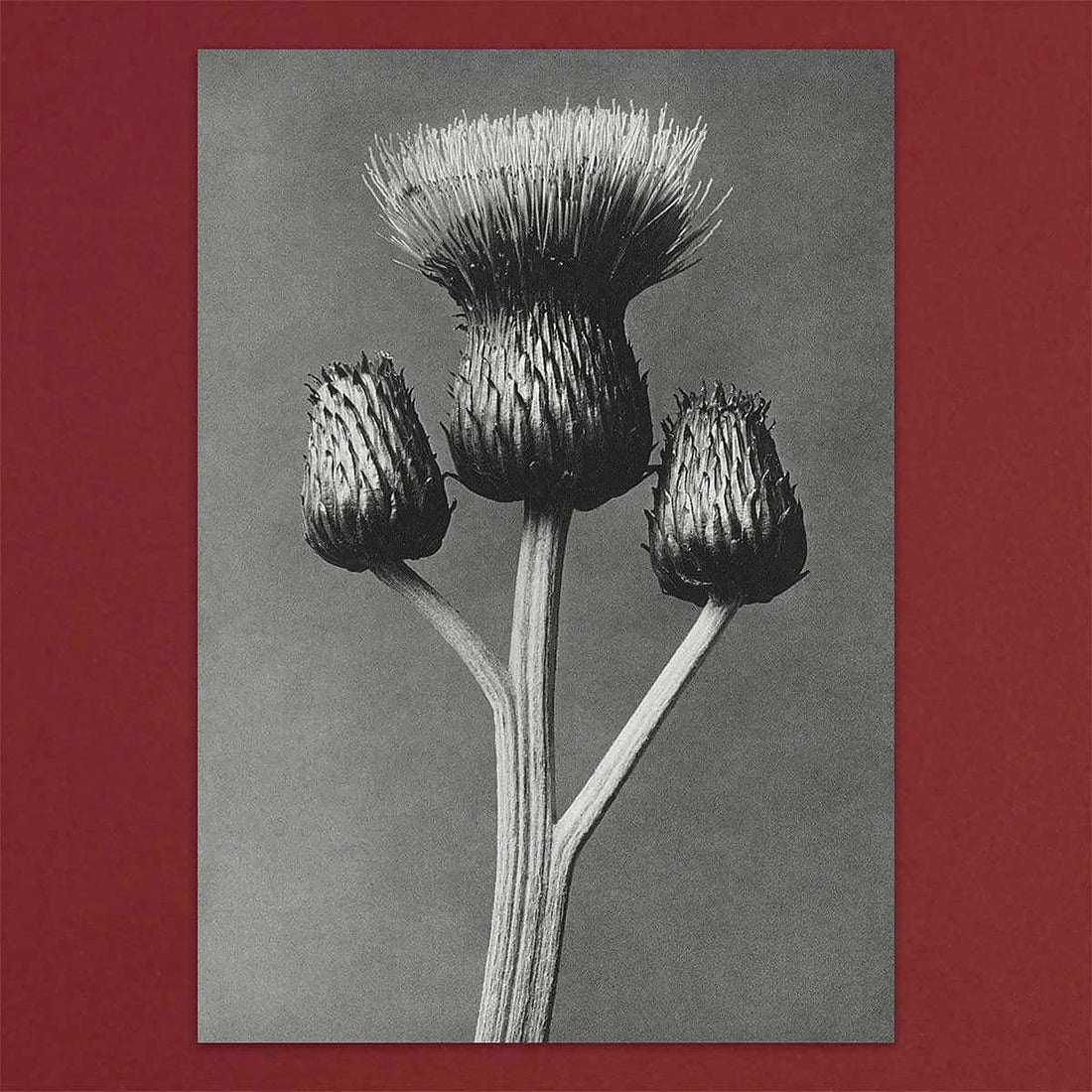 Tolstoy Gallery Greetings Card Box Set Flora by Pulbrook and Gould, botanical flora artwork on grey card