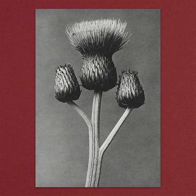 
                    
                      Tolstoy Gallery Greetings Card Box Set Flora by Pulbrook and Gould, botanical flora artwork on grey card
                    
                  