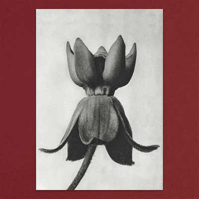 
                    
                      Tolstoy Gallery Greetings Card Box Set Flora by Pulbrook and Gould, botanical flora artwork on cream card
                    
                  