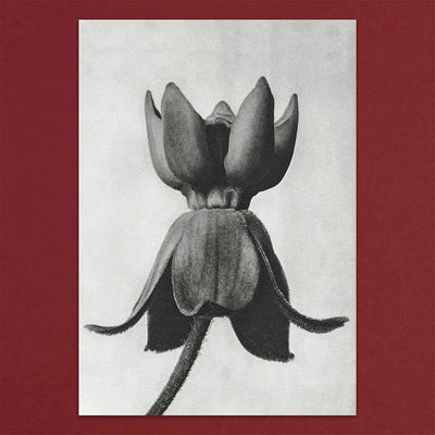 
                    
                      Tolstoy Gallery Greetings Card Box Set Flora by Pulbrook and Gould, botanical flora artwork on cream card
                    
                  