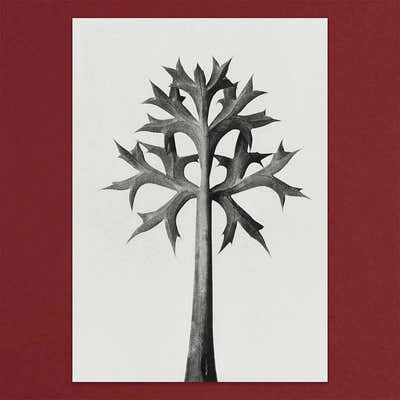 
                    
                      Tolstoy Gallery Greetings Card Box Set Flora by Pulbrook Gould with botanical flora artwork in grey and cream
                    
                  