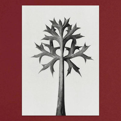 
                    
                      Tolstoy Gallery Greetings Card Box Set Flora by Pulbrook Gould with botanical flora artwork in grey and cream
                    
                  