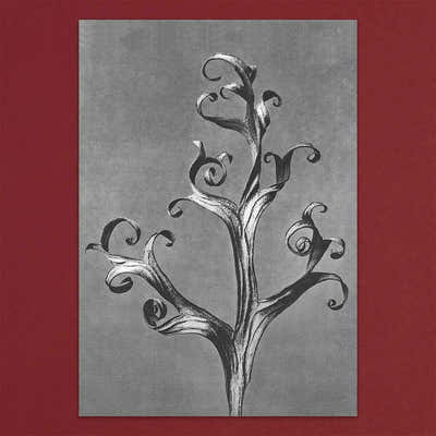 
                    
                      Tolstoy Gallery Greetings Card Box Set Flora by Pulbrook and Gould with silver botanical scroll artwork
                    
                  