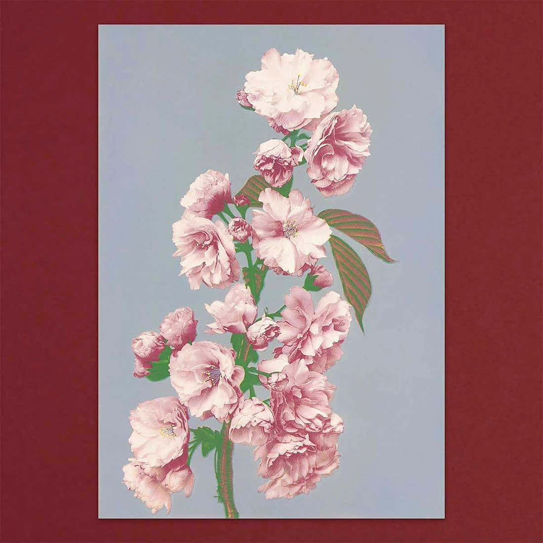 Tolstoy Gallery Greetings Card Box Set Flowers by Pulbrook and Gould, pink floral notecards in a box