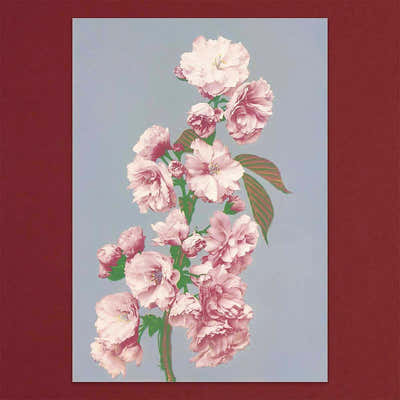 
                    
                      Tolstoy Gallery Greetings Card Box Set Flowers by Pulbrook and Gould, pink floral notecards in a box
                    
                  