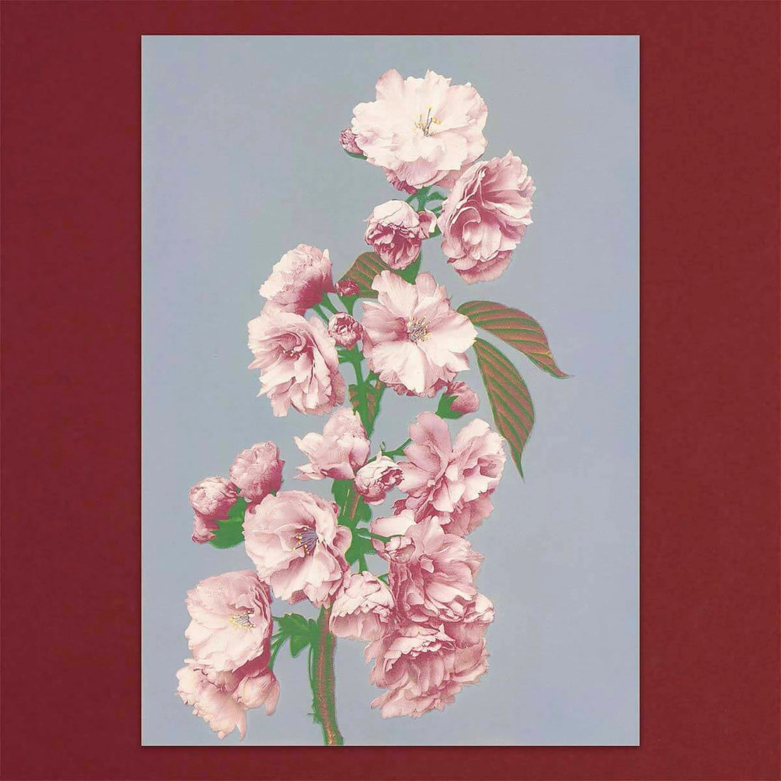 Tolstoy Gallery Greetings Card Box Set Flowers by Pulbrook and Gould, pink floral notecards in a box
