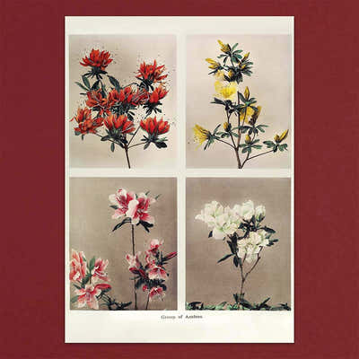 
                    
                      Tolstoy Gallery Greetings Card Box Set Flowers by Pulbrook and Gould with floral notecards in a box
                    
                  