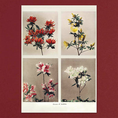
                    
                      Tolstoy Gallery Greetings Card Box Set Flowers by Pulbrook and Gould with floral notecards in a box
                    
                  