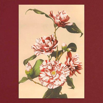 
                    
                      Tolstoy Gallery Greetings Card Box Set Flowers by Pulbrook and Gould with red and pink floral notecards
                    
                  