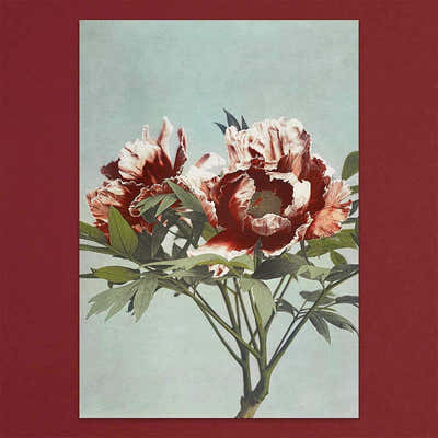 
                    
                      Tolstoy Gallery Greetings Card Box Set Flowers by Pulbrook and Gould with floral 19th century print design
                    
                  