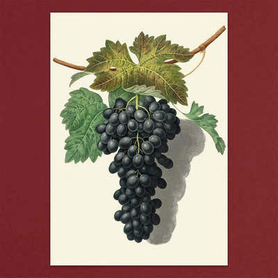 
                    
                      Tolstoy Gallery Greetings Card Box Set Fruits by Pulbrook and Gould with illustrated grape bunches on cream card
                    
                  