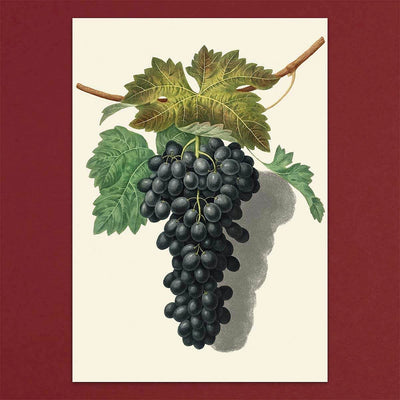 
                    
                      Tolstoy Gallery Greetings Card Box Set Fruits by Pulbrook and Gould with illustrated grape bunches on cream card
                    
                  