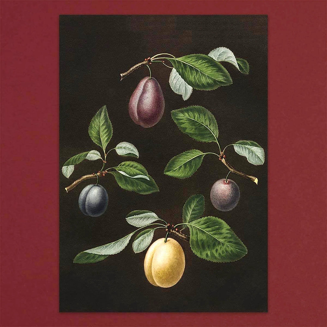 Tolstoy Gallery Greetings Card Box Set- Fruits by Pulbrook and Gould, black paper with illustrated plum and leaves