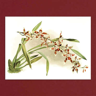 
                    
                      Tolstoy Gallery Greetings Card Box Set- Orchids by Pulbrook and Gould, watercolour orchids with green leaves
                    
                  