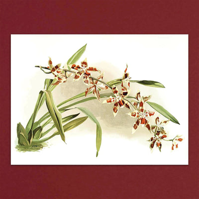 
                    
                      Tolstoy Gallery Greetings Card Box Set- Orchids by Pulbrook and Gould, watercolour orchids with green leaves
                    
                  