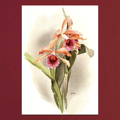 
                    
                      Tolstoy Gallery Greetings Card Box Set- Orchids by Pulbrook Gould with watercolour orchid notecards
                    
                  