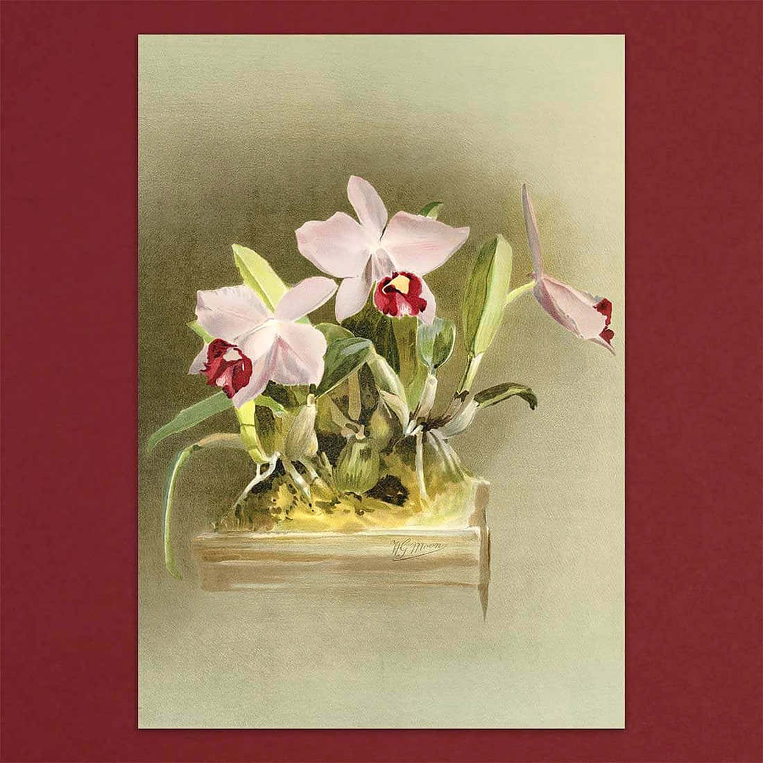 Tolstoy Gallery Greetings Card Box Set- Orchids by Pulbrook and Gould with watercolour orchid artwork