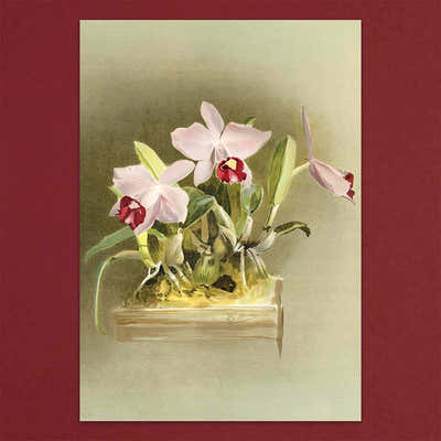 
                    
                      Tolstoy Gallery Greetings Card Box Set- Orchids by Pulbrook and Gould with watercolour orchid artwork
                    
                  