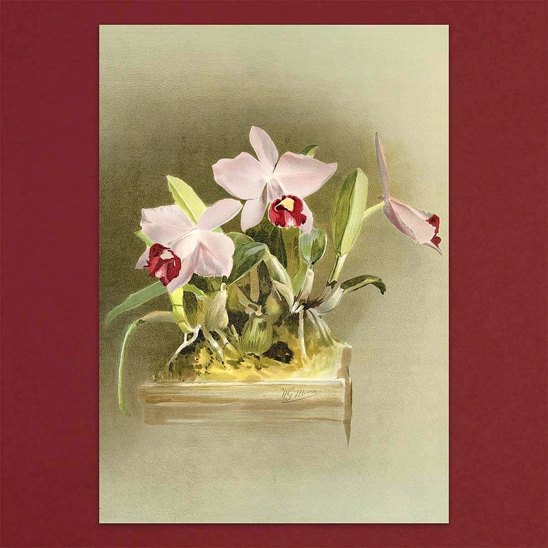 Tolstoy Gallery Greetings Card Box Set- Orchids by Pulbrook and Gould with watercolour orchid artwork