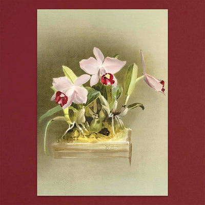 
                    
                      Tolstoy Gallery Greetings Card Box Set- Orchids by Pulbrook and Gould with watercolour orchid artwork
                    
                  