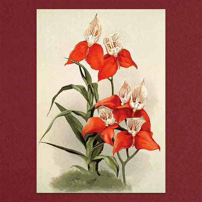 
                    
                      Tolstoy Gallery Greetings Card Box Set- Orchids by Pulbrook Gould, watercolour botanical notecards in red and cream
                    
                  